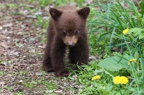 Cute Little Bear Cub Hardcoreaww