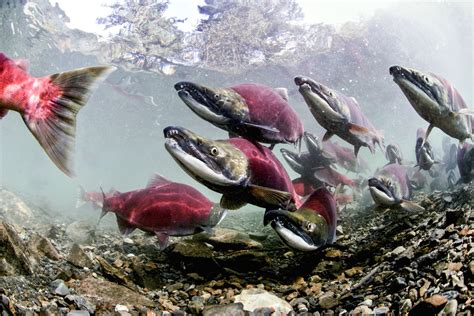 Salmon Facts Salmon Migration Dk Find Out