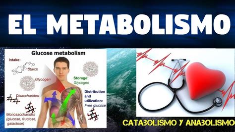 Noticias e información, tiempo libre, deporte, salir, redes sociales, tecnología y estilo de vida. 15 ¿Qué es el Metabolismo, Catabolismo y Anabolismo? - YouTube