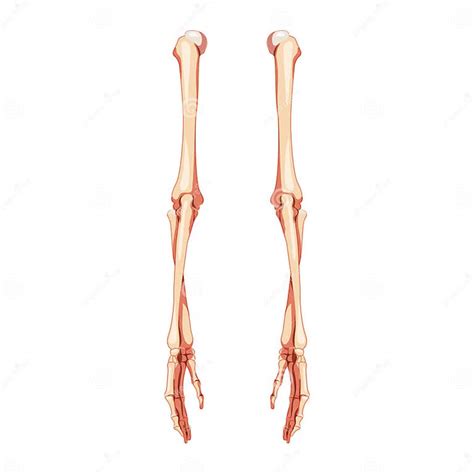 Arms Skeleton Human Back Posterior Dorsal View Set Of Hands Forearms