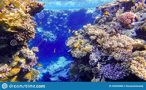 Two Coral Reefs Between Which Tropical Fish Swim Stock Photo Image Of