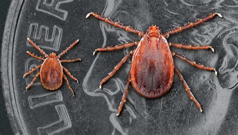 Emerging Tick Bite Associated Meat Allergy Potentially Affects Thousands