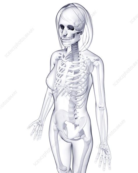 Female Skeleton Artwork Stock Image F007 3140 Science Photo Library