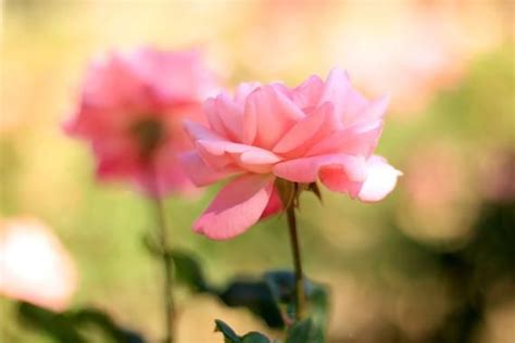 Pink Rose In Summer Rose Garden Flower Photo Print Size 8x10 5x7