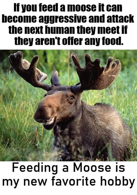 The Best Moose Memes Memedroid