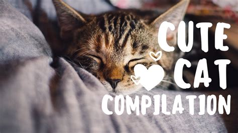 Cute Cat Compilation Youtube
