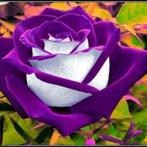 Hybrid Rose Чайно гибридная роза Семена цветов Посадка цветов