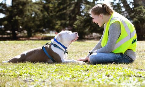Volunteer How To Help Homeward Animal Shelter
