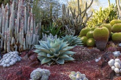 Sin embargo, hay una excepción, rhipsalis baccifera, que está extendida en áfrica tropical, madagascar y ceilán. Desert Garden Ideas - Tips For Southwest Landscaping And ...