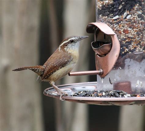 Attracting Birds Celebrate Urban Birds