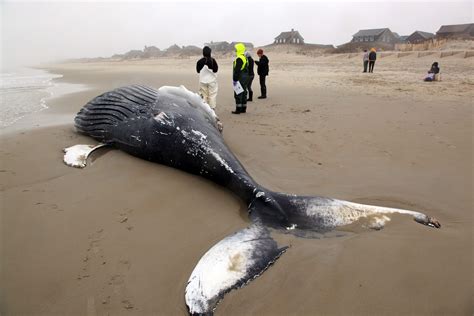 Humpback Whale Death In Nags Head Continues East Coast Unusual
