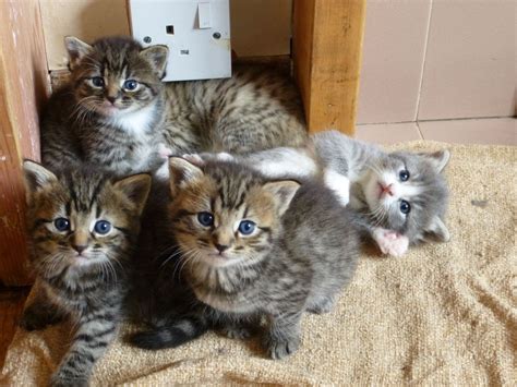 Gorgeous three year old silver bengal tabby jamie is currently in a foster home, but now needs to find a permanent home. Beautiful tabby/bengal mixed kittens | Fairford ...