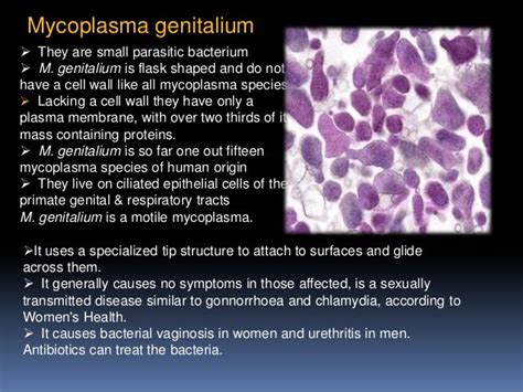 Structure And Reproduction Of Mycoplasma
