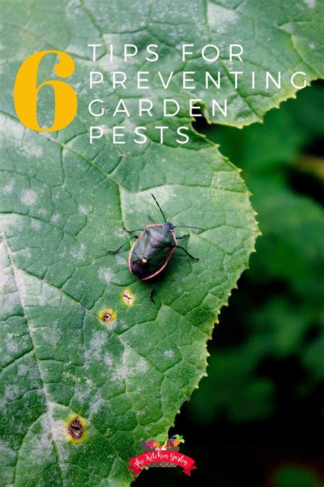 6 Ways To Prevent Garden Pests Garden Pests Pests Garden