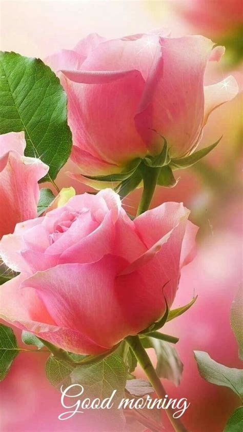 Good Morning With Lovely Flower Quotes In 2020 Beautiful Pink Roses