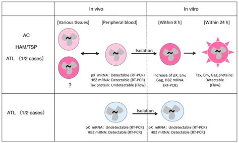 Frontiers The Roles Of Acquired And Innate Immunity In Human T Cell