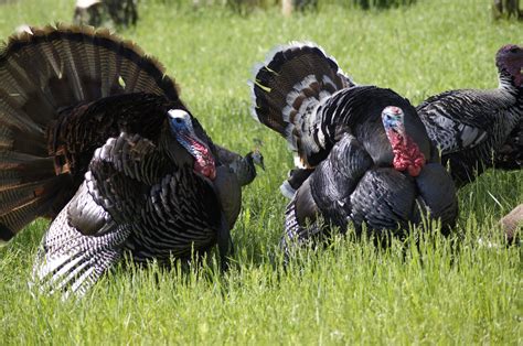 Free Images Bird Wildlife Fowl Fauna Thanksgiving Galliformes