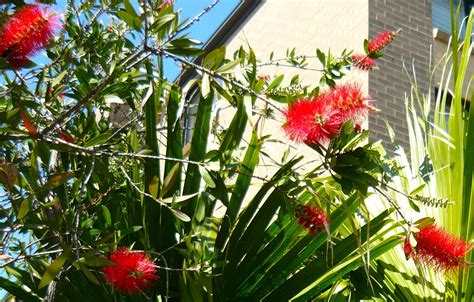 Check spelling or type a new query. Roadside flowers around Kingsford in Sydney Australia ...