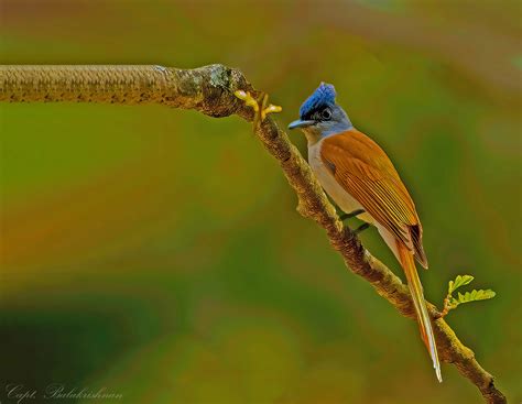 asian paradise flycatcher f terpsiphone paradisi flickr