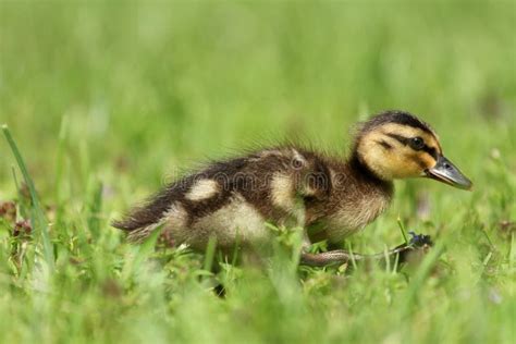 Young Duckling Stock Photo Image Of Spring Small Bird 14977034