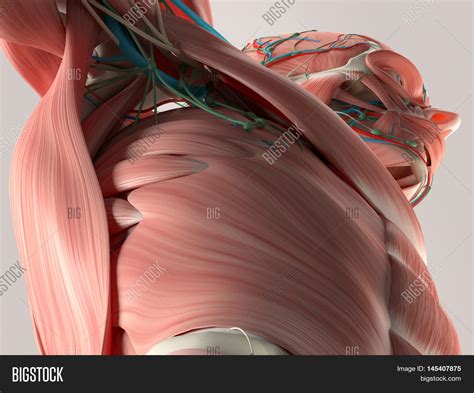 Chest Muscle Anatomy Diagram Our Engaging Videos Interactive Quizzes