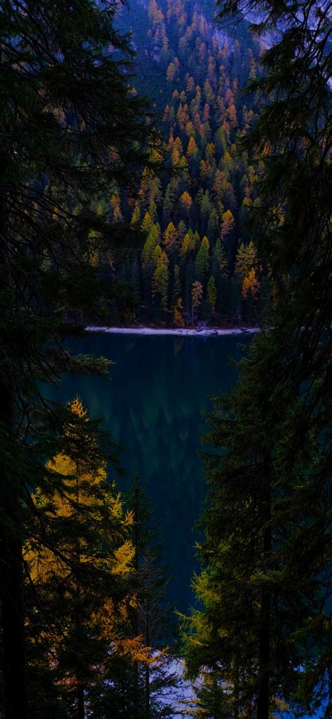 Lake Wallpaper 4k Forest Wilderness Pine Trees Cold Evening