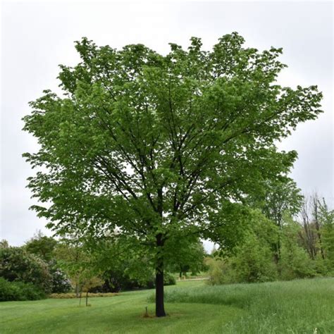 Valley Forge Elm Indy Plants