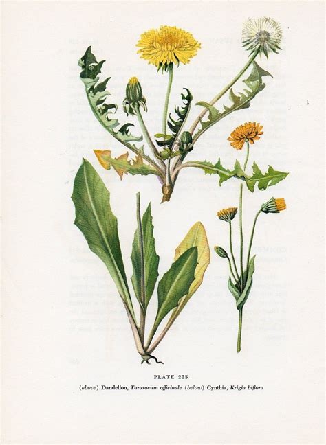Botanical Wildflower Print Dandelion Vintage Plate 225 795 Via Etsy
