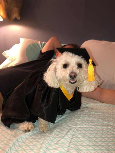 Dog Graduation Cap And Gown Therapy Dog Graduation Cap Etsy