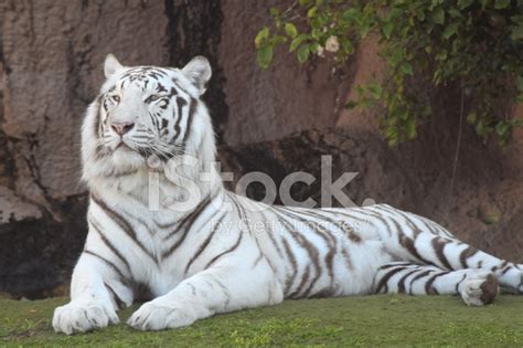 Black And White Striped Tiger Stock Photos