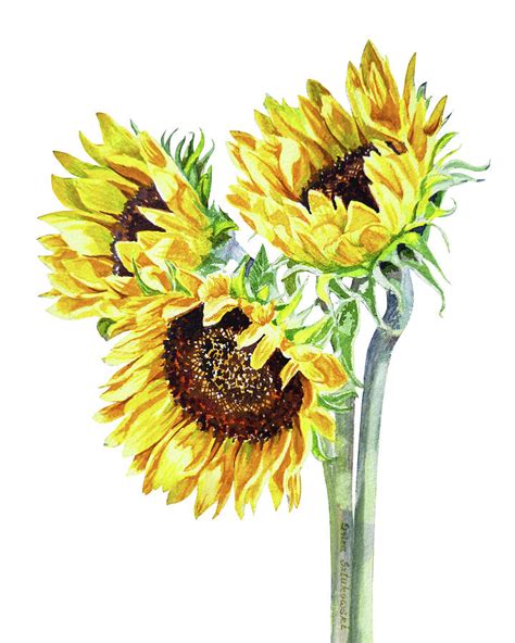 Watercolor Sunflowers Bouquet Painting By Irina Sztukowski Fine Art