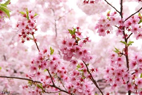 Beautiful Cherry Blossoms 15 Photos Cherry Blossom Flowers Nature