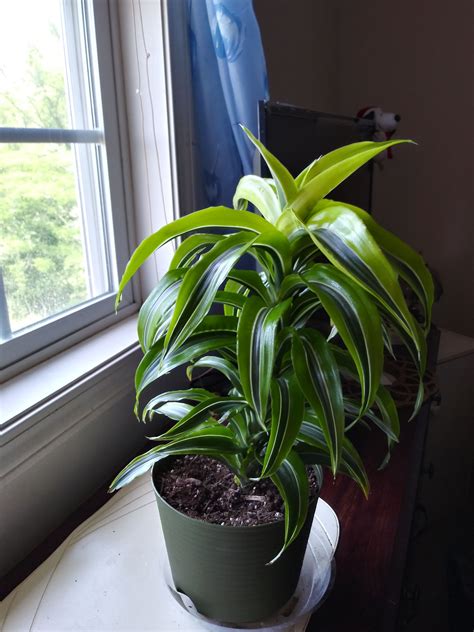 Dracaena Lemon Lime Plant Care Houseplant Dracaena Plant Care