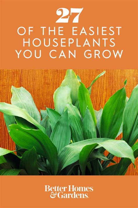 23 Of The Easiest Houseplants You Can Grow Houseplants Easy To Grow