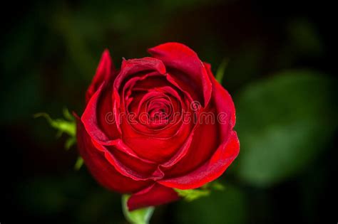 Beautiful Red Rose Flower Nature Close Up Selective Focus Stock
