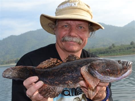 Marble goby and tra catfish. Guided Fishing Holidays in Thailand at Khao Laem Dam ...