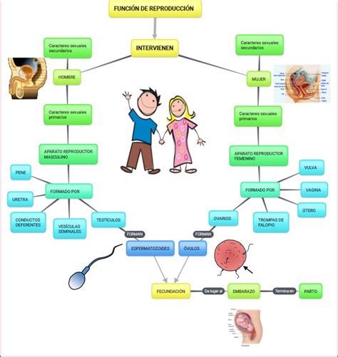 Mapa Mental Del Sistema Reproductor Masculino Y Femenino Virtual