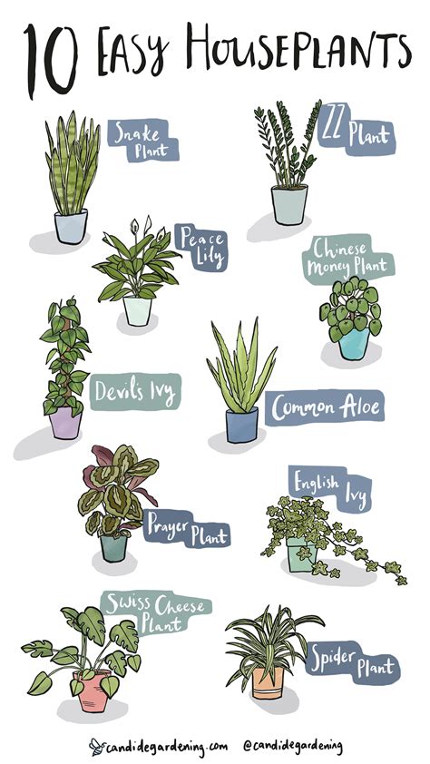 10 Houseplants That Are Actually Easy To Keep Alive Discover