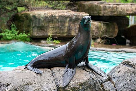 Animal California Sea Lion Pittsburgh Zoo And Aquarium