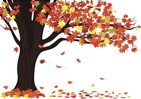 Royalty Free Autumn Tree Clip Art Vector Images And Illustrations Istock