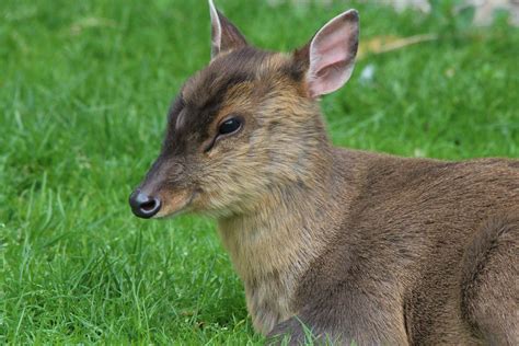 Muntjac Deer Aylestone Meadows Appreciation Society