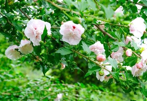 14 Stunning Rose Of Sharon Varieties For Adding Late Summer Color