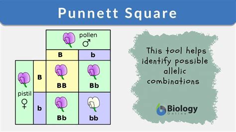 Put the male's gametes on. Punnett Square - Definition and Examples - Biology Online ...