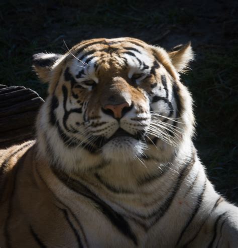 Tiger Memphis Zoo Bill Flickr