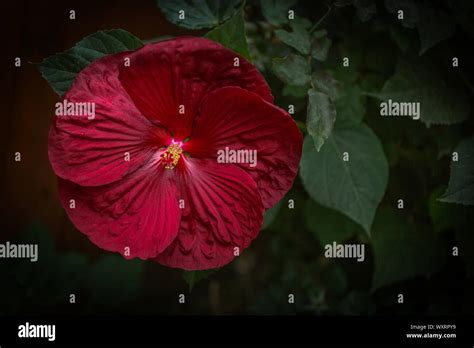 Giant Red Hibiscus Stock Photo Alamy