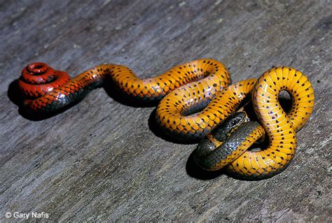 Northern Ringneck Snake