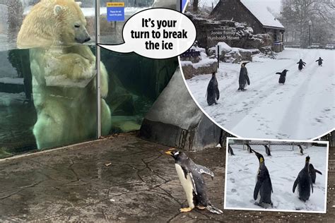 Adorable Moment Penguin Meets A Polar Bear While On A Zoo Tour With His