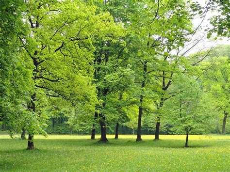 Germany Nature Trees · Free Photo On Pixabay
