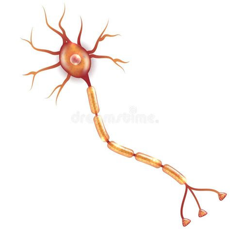 Tipos De Neuronas Estructure Sensorial Neurona De Motor Astrocyte