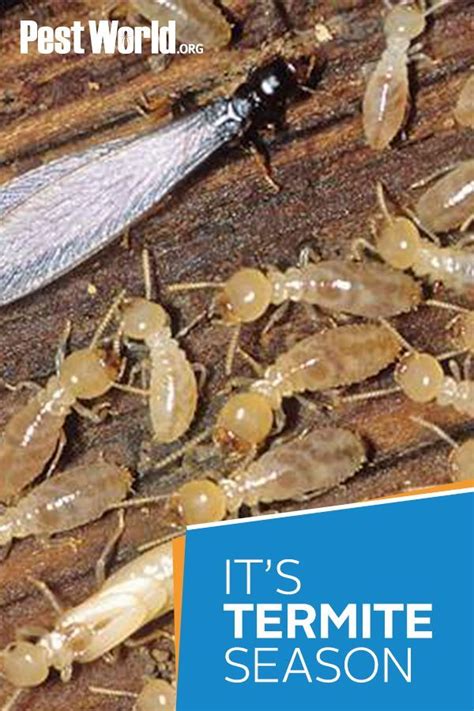 Termite Swarm Around House Toccara Brantley